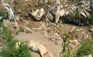 Sakarya'daki Çöplükte 17 Ölü Köpek Bulundu