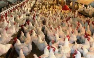 Tavuk Fiyatları Yüzde 20 Arttı