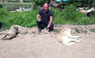 Yalova'da 7 Köpek Zehirlenerek Öldürüldü