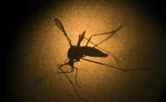 Hindistan'da Şok: 14 Kişide Zika Virüsü Görüldü